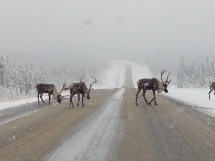 caribou on a snowy road