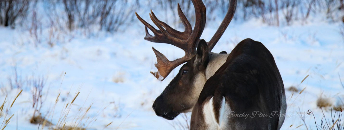 an adult male caribou photo credit smoky pine photography